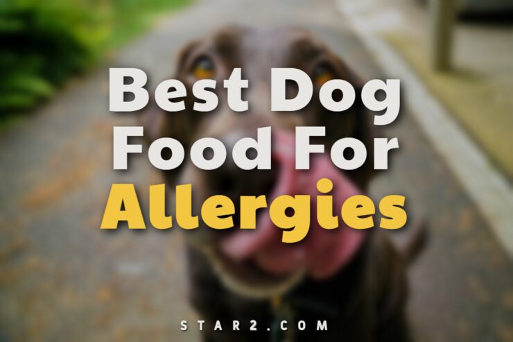 Best Dog Food For Allergies