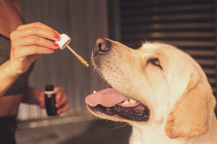 How Can I Use CBD For Dogs