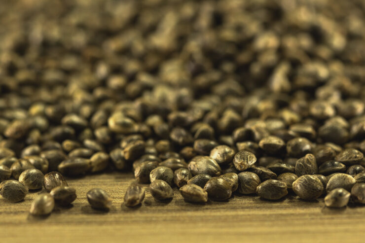 Cannabis Seeds