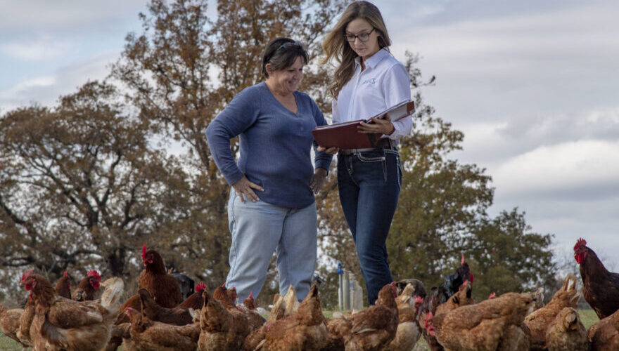 Empowering Women in Poultry Farming - The Story of Maria's Hens