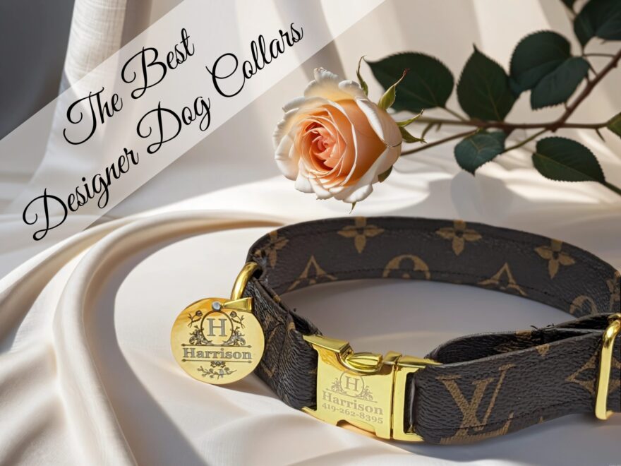 Gucci designer canine collar