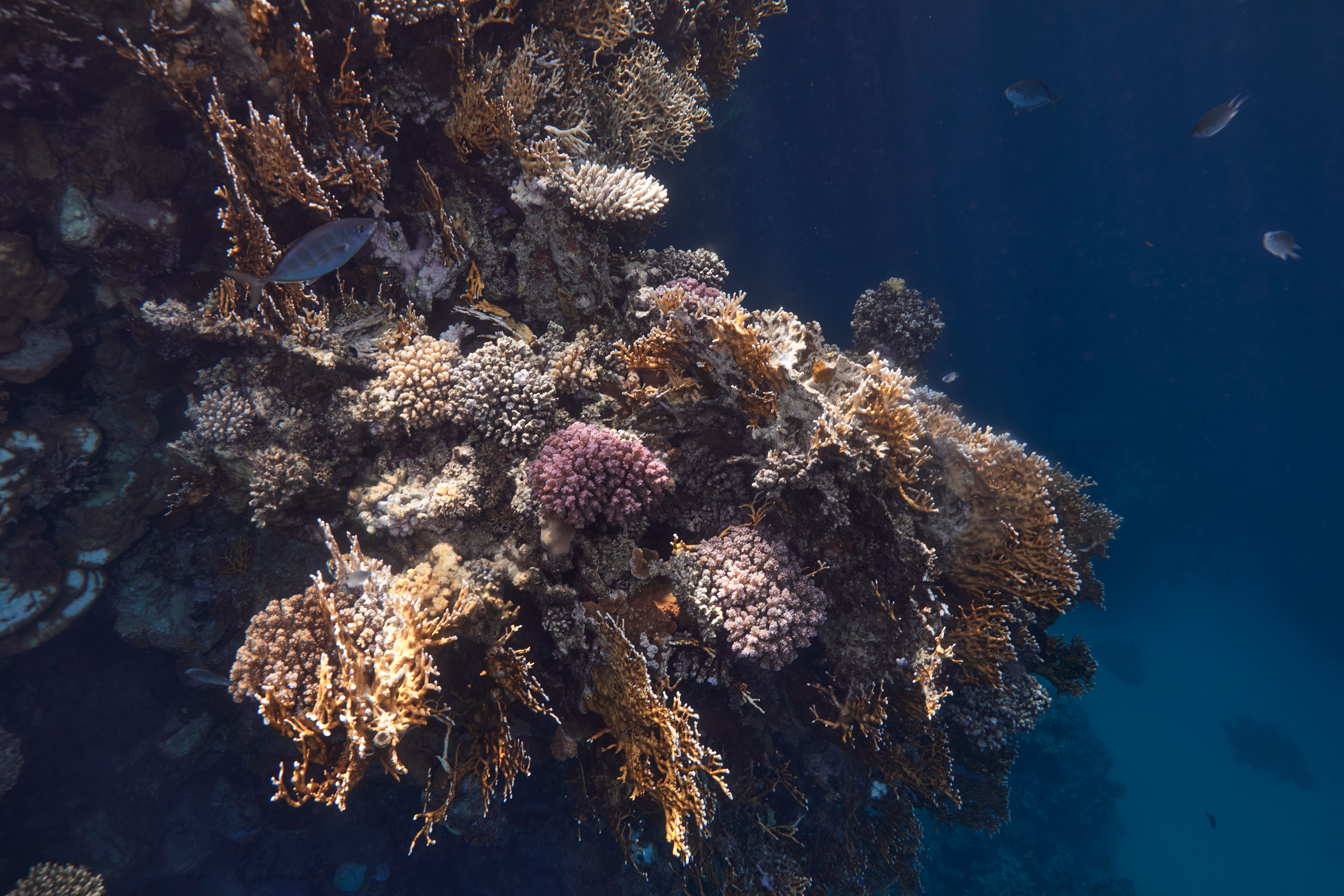Colorful coral reef teeming with fish in the Red Sea near Marsa Alam, Egypt